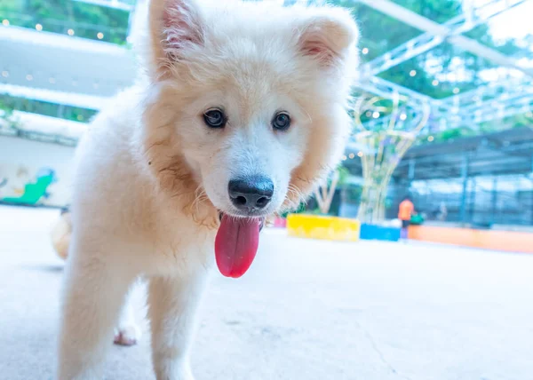 Samoyed hunting on sale