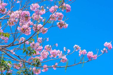 Tabebuia rosea veya pembe trompet çiçeklenme. Bu her yıl Mart-Mayıs aylarında çiçek açan bir çiçek, doğal renklerle süslenmiş güzel küçük pembe trompet gibi.