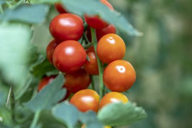 Birçok domates yeşil bir evde çite büyüyen