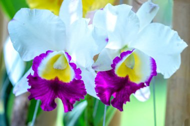 Cattleya Labiata çiçekleri bahar güneşinde açar. Tropik bahçelerde süslenmiş nadir bir orkide orkidesi.