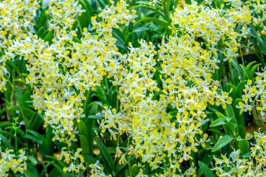 Dendrobium aphyllum orkideleri baharda açar. Yeni yıl 2023 doğanın güzelliğini süsler. Tropik bahçelerde süslenmiş nadir bir vahşi orkide.