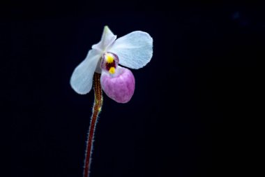 Paphiopedilum orkideleri, 2023 baharında tropik bahçelerde süslenmiş nadir bir vahşi orkide olan doğanın güzelliğini süsler.