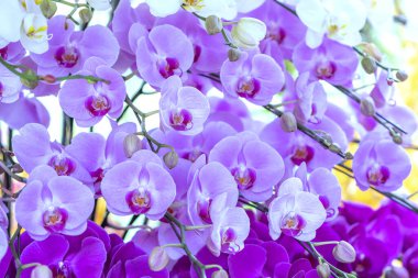 Phalaenopsis orkideleri baharda açar. Yeni yıl 2023, doğanın güzelliğini süsler. Tropik bahçelerde süslenmiş nadir bir vahşi orkide. 