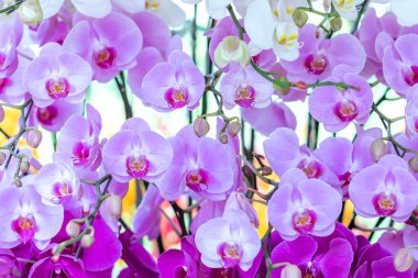 Phalaenopsis orkideleri baharda açar. Yeni yıl 2023, doğanın güzelliğini süsler. Tropik bahçelerde süslenmiş nadir bir vahşi orkide. 