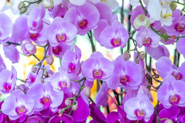 Phalaenopsis orkideleri baharda açar. Yeni yıl 2023, doğanın güzelliğini süsler. Tropik bahçelerde süslenmiş nadir bir vahşi orkide. 