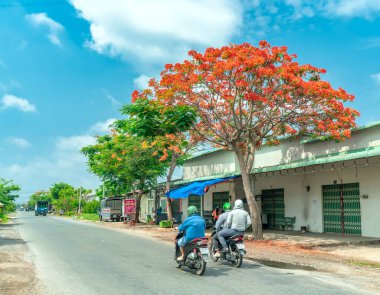 Tien Giang, Vietnam - 17 Mayıs 2023: Kızıl kraliyet çiçekleri yol kenarı boyunca çiçek açtı. Bu Vietnam kırsalında dekoratif bir ağaç türü.