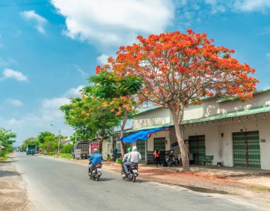 Tien Giang, Vietnam - 17 Mayıs 2023: Kızıl kraliyet çiçekleri yol kenarı boyunca çiçek açtı. Bu Vietnam kırsalında dekoratif bir ağaç türü.