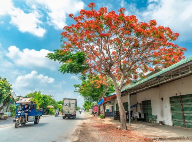 Tien Giang, Vietnam - 17 Mayıs 2023: Kızıl kraliyet çiçekleri yol kenarı boyunca çiçek açtı. Bu Vietnam kırsalında dekoratif bir ağaç türü.