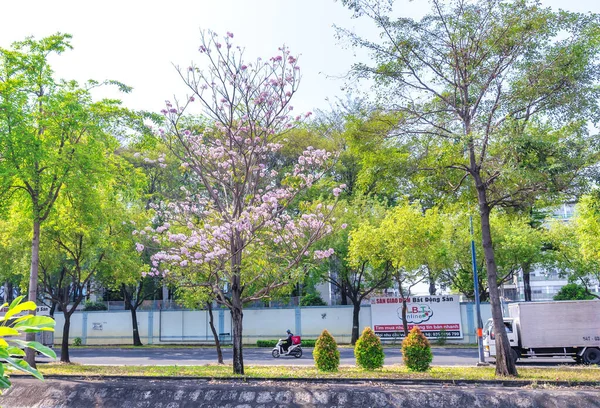 Ciudad Chi Minh Vietnam Marzo 2023 Tabebuia Rosea Tree Bloom — Foto de Stock