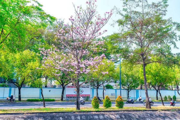 ホーチミン市 ベトナム 3月17日 2023 タビビアバラの木の花は ベトナムのホーチミン市の自然とより密接に都市景観を飾る通りに成長しています — ストック写真