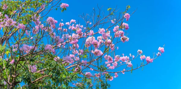 타베부이아 트럼펫 이피는 3월부터 5월까지 꽃으로 색으로 장식된 아름다운 분홍색 — 스톡 사진