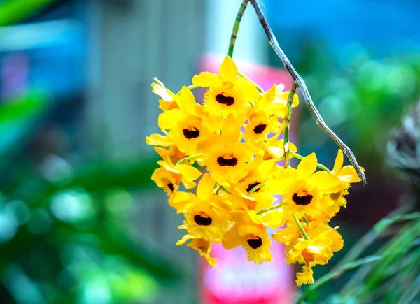 兰花盛开于2023年春季农历新年 象征着大自然的美丽 这是一种稀有的野生兰花 装饰在热带花园 — 图库照片
