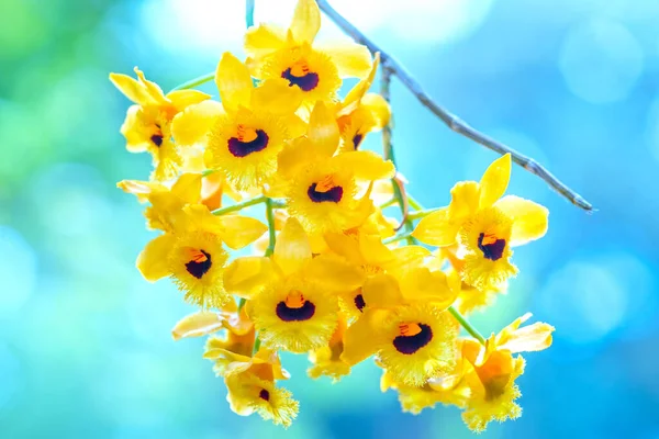 Dendrobium Aphyllum Storczyki Kwiaty Kwitną Wiosną Księżycowy Nowy Rok 2023 — Zdjęcie stockowe