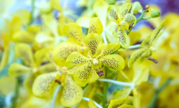 Flor fresca e brilhante de peão florescendo de perto