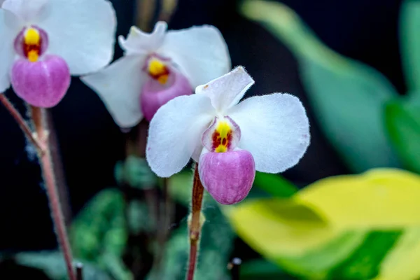 Paphiopedilum Orkidéer Blommor Blommar Våren Lunar Nytt 2023 Pryder Naturens — Stockfoto
