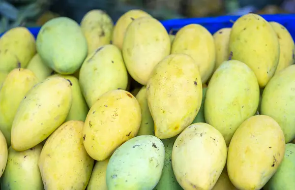 Fresh mangos in market with good arrange sort. mango is a popular tropical fruit, also for eat with sticky rice