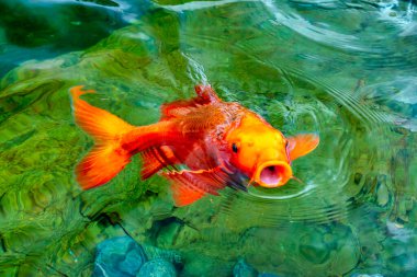 Temiz suda renkli koi balıklarından oluşan hareketli bir grup. Bu küçük göllerde yaşayan bir Japon sazan türüdür.