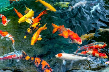 Temiz suda renkli koi balıklarından oluşan hareketli bir grup. Bu küçük göllerde yaşayan bir Japon sazan türüdür.