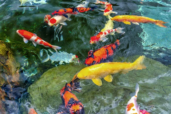 Temiz Suda Renkli Koi Balıklarından Oluşan Hareketli Bir Grup Küçük — Stok fotoğraf