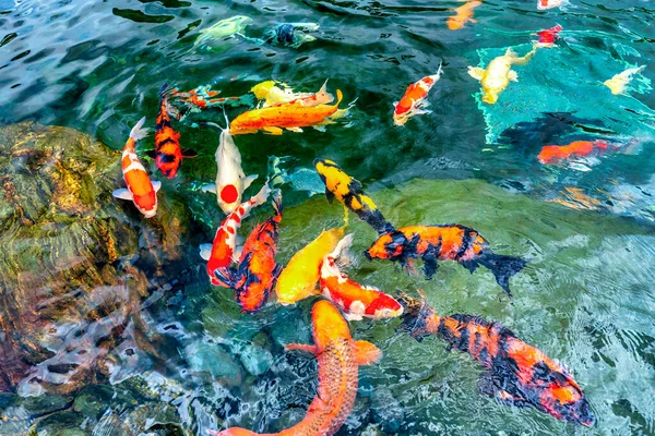 Grupa Ruchu Kolorowych Ryb Koi Czystej Wodzie Gatunek Japońskiego Karpia — Zdjęcie stockowe