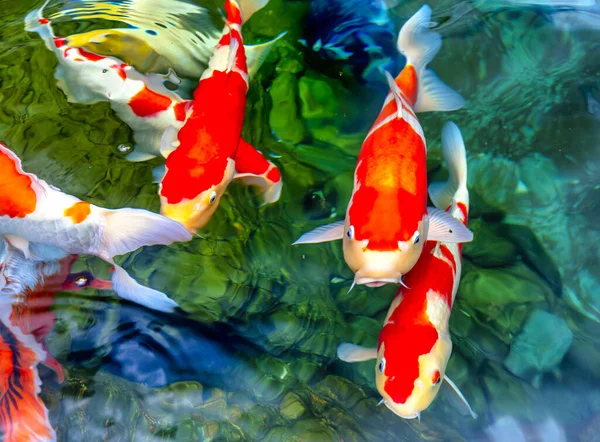 Движущаяся Группа Разноцветных Кои Рыб Чистой Воде Вид Японского Карпа — стоковое фото