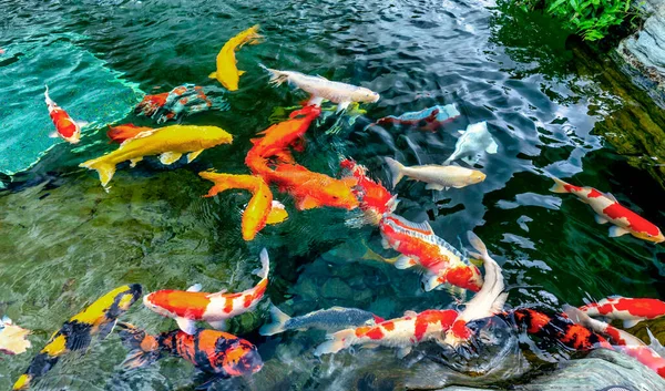 Gerakan Kelompok Ikan Koi Berwarna Warni Dalam Air Jernih Ini — Stok Foto