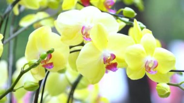 Phalaenopsis orkideleri baharda açar. Yeni yıl 2022, doğanın güzelliğini süslüyor. Tropik bahçelerde süslenmiş nadir bir vahşi orkide.