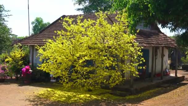 Apricot Tree Blooms Front Old House Spring Morning Flower Symbolizing — Stock Video