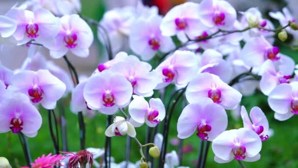 Phalaenopsis Flores Orquídeas Florecen Primavera Año Nuevo Lunar 2022 Adornan — Vídeo de stock