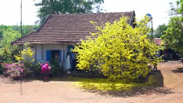ベトナム ドンナイ 2022年2月2日 人々を魅了する前にアプリコットの木が咲く景勝地の春の家ドンナイ ベトナムの農村部の住宅所有者に幸せな旧正月を望む — ストック動画
