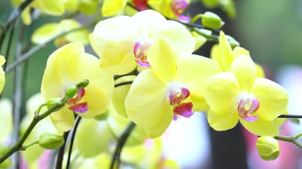 Phalaenopsis Orkideleri Baharda Açar Yeni Yıl 2022 Doğanın Güzelliğini Süslüyor — Stok video