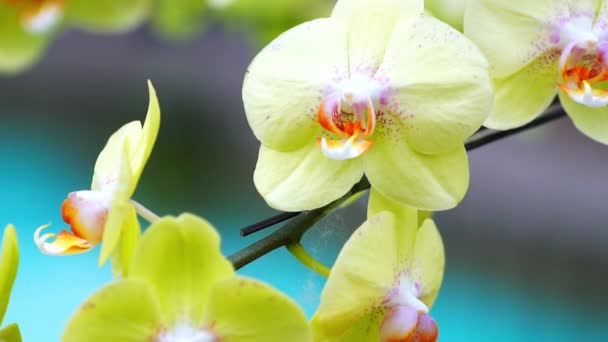 Phalaenopsis Orchideák Virágok Virágoznak Tavasszal Hold Újév 2022 Díszítik Természet — Stock videók