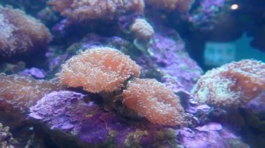 Akvaryumda yüzen güzel deniz balıkları. Bu akvaryumda süs olarak tutulan çok güzel bir deniz balığı.