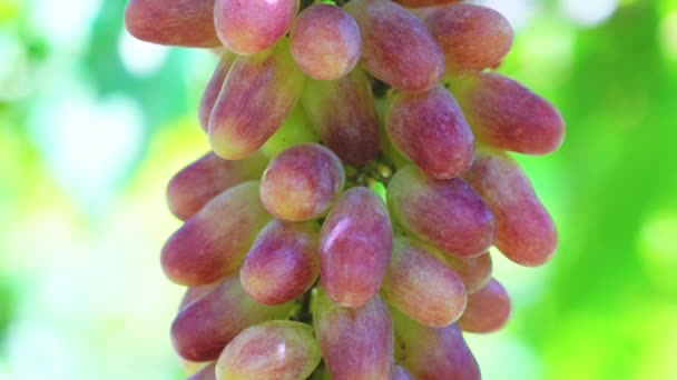 红熟葡萄在园中与丛生的丰满圆滑相联系 这种物质用来在越南宁川做红酒生意 — 图库视频影像