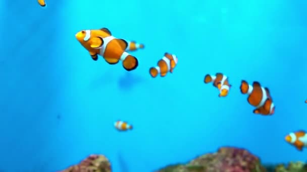 水族館で泳ぐ美しい魚たち 観賞用の水槽に保管されている美しい海洋魚です — ストック動画