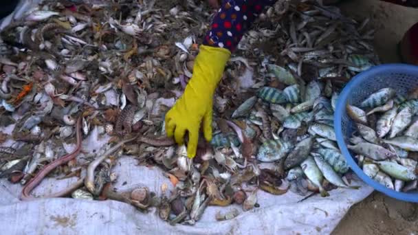 Mořské Ryby Úlovku Prodávaném Trhu Mořskými Plody Středním Vietnamu Jedná — Stock video