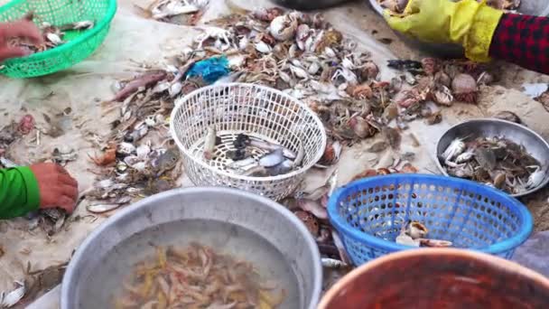 베트남 2022 베트남 이네에 지방을 해산물을 사고파는 아침에 — 비디오