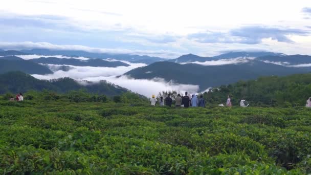 Lat Wietnam Lipca 2022 Krajobraz Wzgórzu Herbaty Zasadzone Mglistych Wyżynach — Wideo stockowe