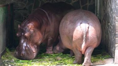 Hippopotamus amfibik çifti hayvanat bahçesinde kahvaltı yapıyor ve etrafta dolaşıyorlar. Bu suya ve karaya iyi uyum sağlamış büyük bir hayvan.