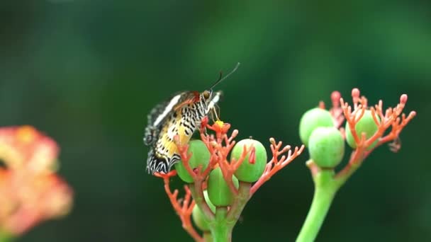 Renkli Kelebek Çiçek Sapı Güneşli Sabah Bahçede Park — Stok video