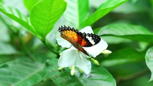 カラフルな蝶が花の茎に晴れた朝で庭園内に駐輪 — ストック動画