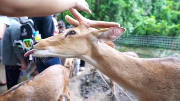 动物园里的小鹿吸引了许多游客和孩子们来照顾它们 这对人类来说是一种非常友好的动物 — 图库视频影像