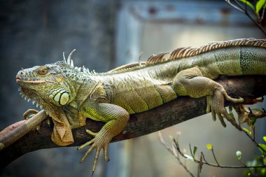 Kertenkele aileler birlikte arıyor geleceğe çok şirin onları hayvanat bahçesinde izlerken