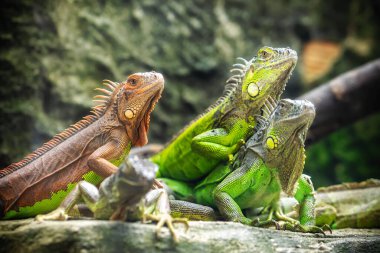 Kertenkele aileler birlikte arıyor geleceğe çok şirin onları hayvanat bahçesinde izlerken