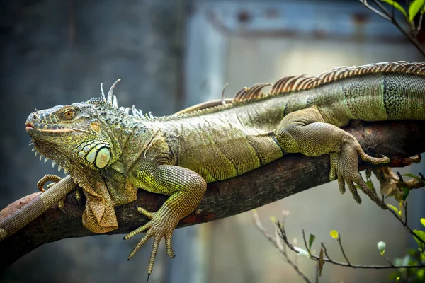Kertenkele aileler birlikte arıyor geleceğe çok şirin onları hayvanat bahçesinde izlerken