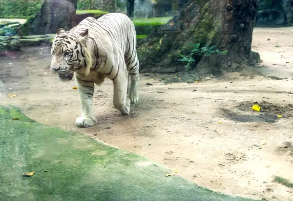 Portrait White Tiger Zoo Ferocious Animal Eats Raw Meat Symbolizes — Stock Photo, Image
