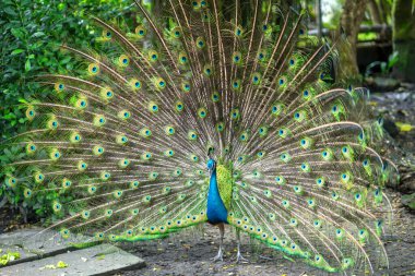 Güzel tüylü kuyruğunu halka açık bir parkta sergileyen zarif bir Hintli erkek tavus kuşu portresi.