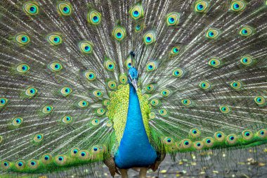 Güzel tüylü kuyruğunu halka açık bir parkta sergileyen zarif bir Hintli erkek tavus kuşu portresi.