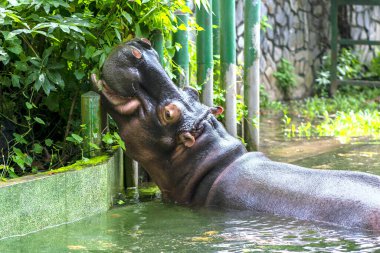 Hayvanat bahçesinde su aygırı amfibik, suda yüzüyor, dinleniyor. Bu suya ve karaya iyi adapte olmuş büyük bir hayvan. Suda dinlenen dev su aygırları.