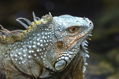 Yaygın iguana portresi halka açık bir parkta dinleniyor. Bu, doğada korunması gereken dinozor sürüngeni kalıntısı.